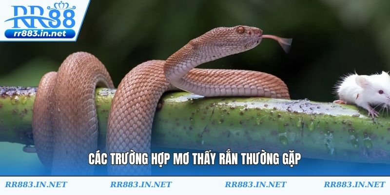 Các trường hợp mơ thấy rắn thường gặp