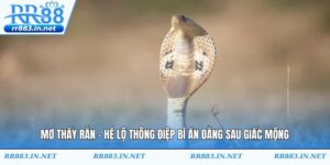 Mơ Thấy Rắn - Hé Lộ Thông Điệp Bí Ẩn Đằng Sau Giấc Mộng